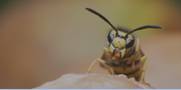 Emergency Wasp Nest Removal in Chelmsford: Fast and Professional 1 image 17